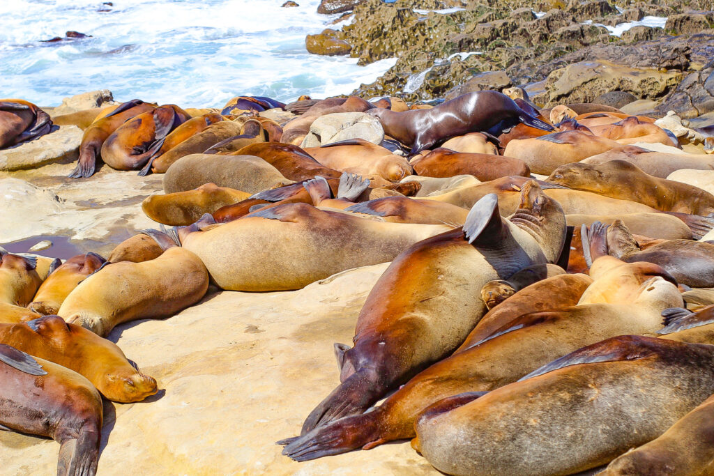 sea lions on the beach in La Jolla cove
